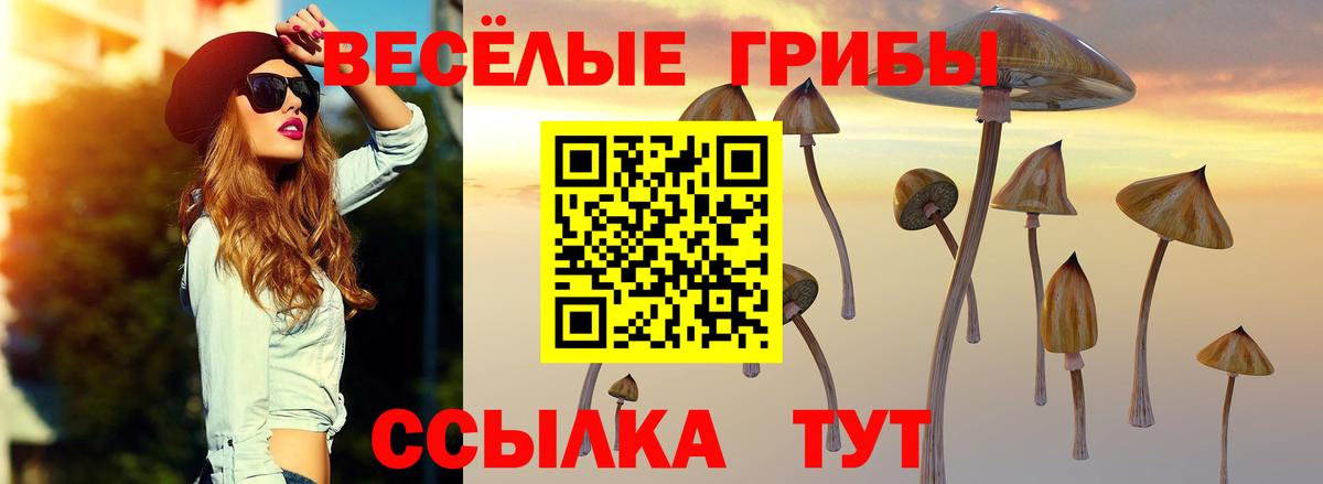 закладка  Ноябрьск  Галлюциногенные грибы Psilocybe 